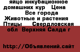 яйцо инкубационное домашних кур › Цена ­ 25 - Все города Животные и растения » Птицы   . Свердловская обл.,Верхняя Салда г.